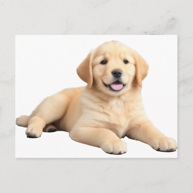 Carte Postale Chiot Golden Retriever (Devant)