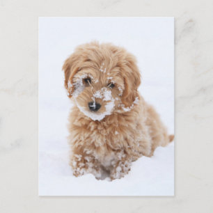 Carte Postale Chiot Goldendoodé Avec Neige Sur La Face
