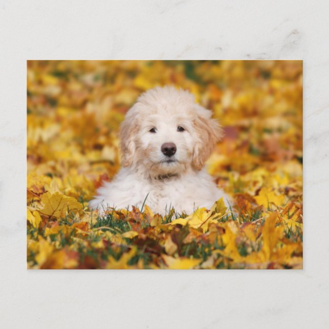 Carte Postale Chiot Goldendoodle En Feuilles Automnes (Devant)
