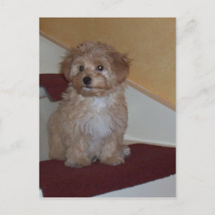 Carte Postale chiot havanais.png