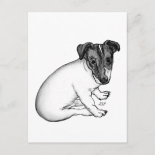 Carte Postale Chiot Jack Russell 10 semaines