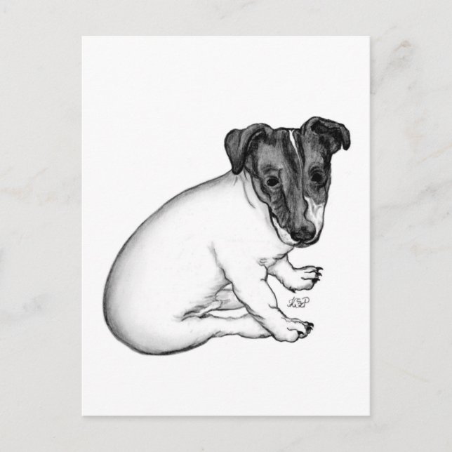 Carte Postale Chiot Jack Russell 10 semaines (Devant)
