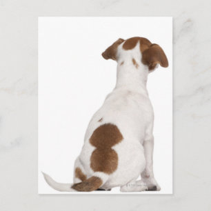 Carte Postale Chiot Jack Russell Terrier (3 mois)