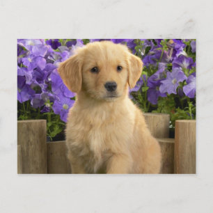 Carte Postale Chiot jaune du Labrador