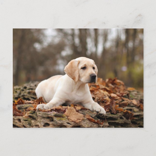 Carte Postale Chiot jaune du Labrador à l'automne (Devant)