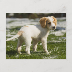 Carte Postale Chiot jouant dans la neige