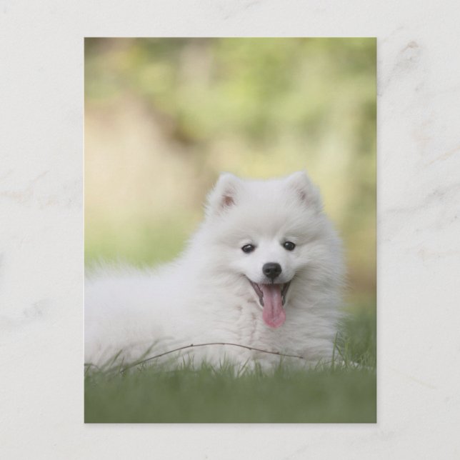 Carte Postale Chiot Keeshond Blanc Fluffy (Devant)
