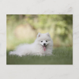 Carte Postale Chiot Keeshond Blanc Fluffy
