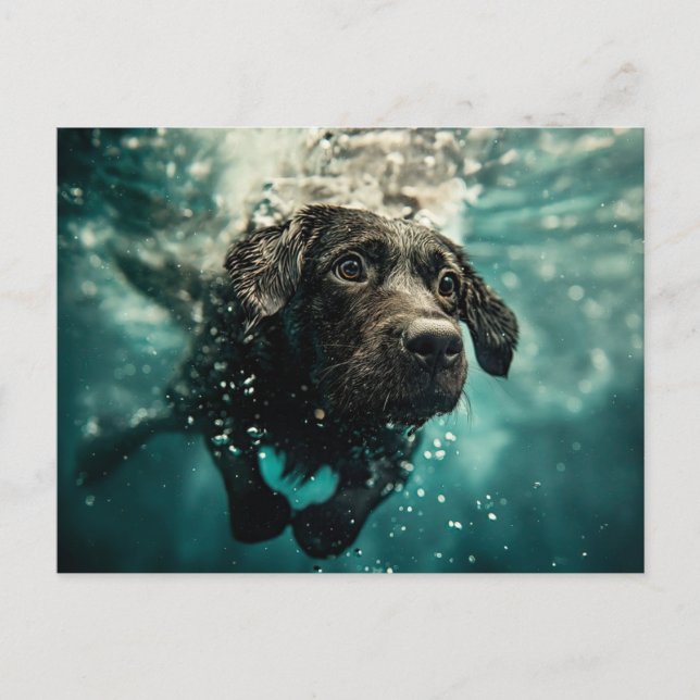 Carte Postale Chiot labrador nageant sous l'eau Design (Devant)