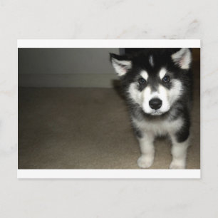 Carte Postale chiot malamute d'Alaska 3