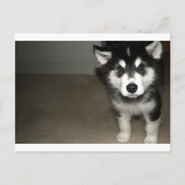 Carte Postale chiot malamute d'Alaska 3 (Devant)