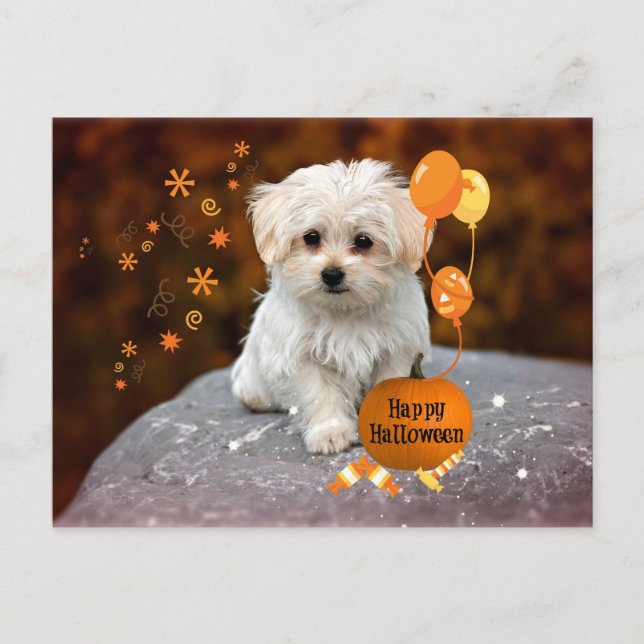 Carte Postale Chiot maltais célèbre Halloween (Devant)