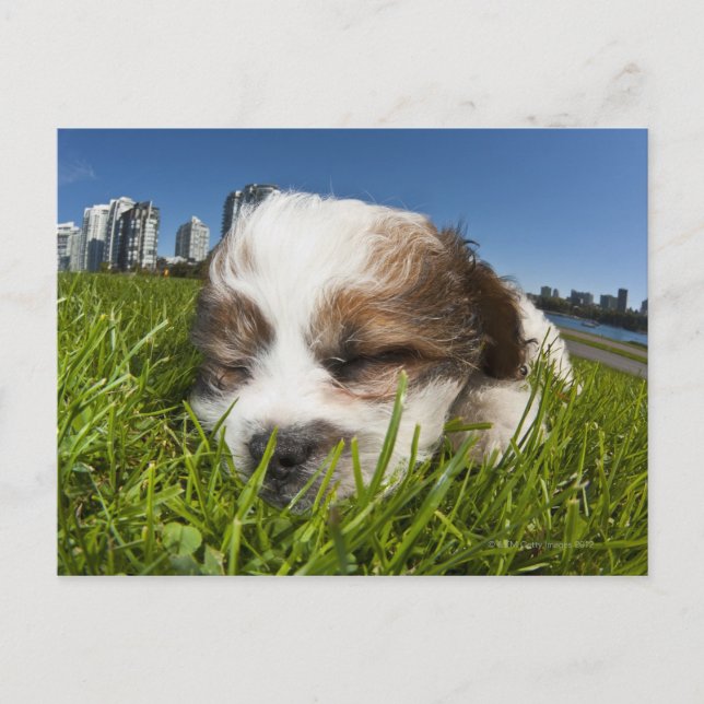 Carte Postale Chiot mignon dans un parc, Vancouver, BC, Canada. (Devant)