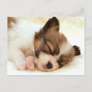 Carte Postale Chiot papillon