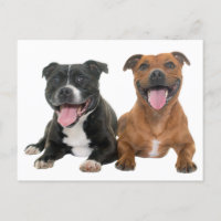 Chiot Pit Bull mignon Chien Bonjour Pitbull