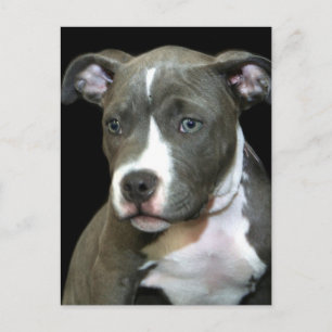 Carte Postale Chiot Pitbull bleu