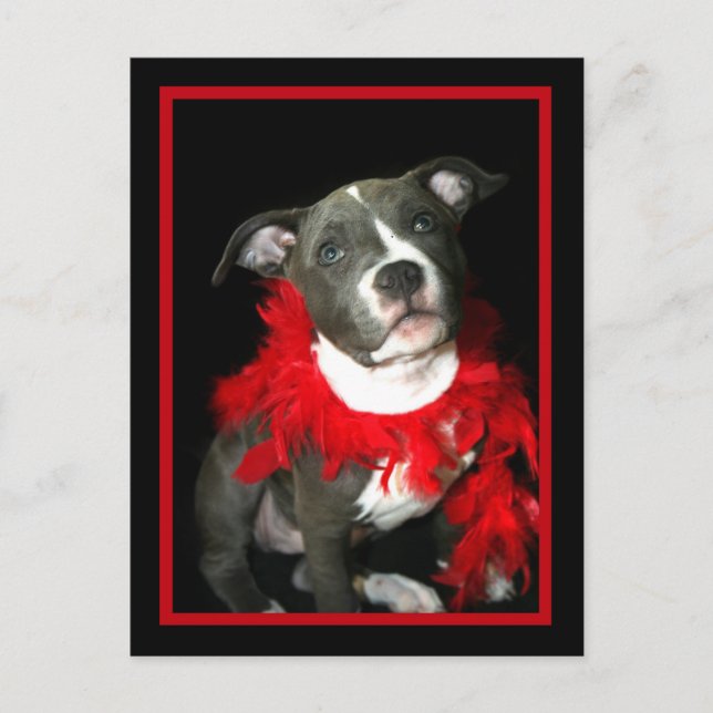 Carte Postale Chiot Pitbull bleu (Devant)