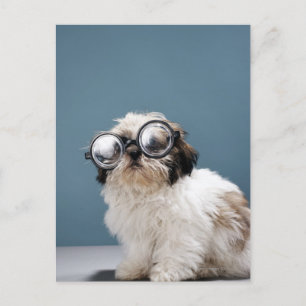 Carte Postale Chiot portant des lunettes épaisses