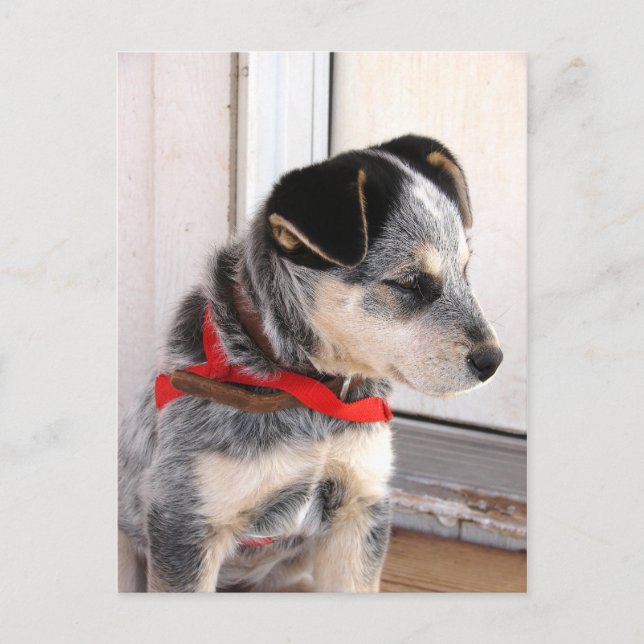 Carte Postale Chiot posé (Devant)