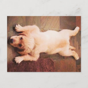 Carte Postale Chiot Qui Dit Drôle