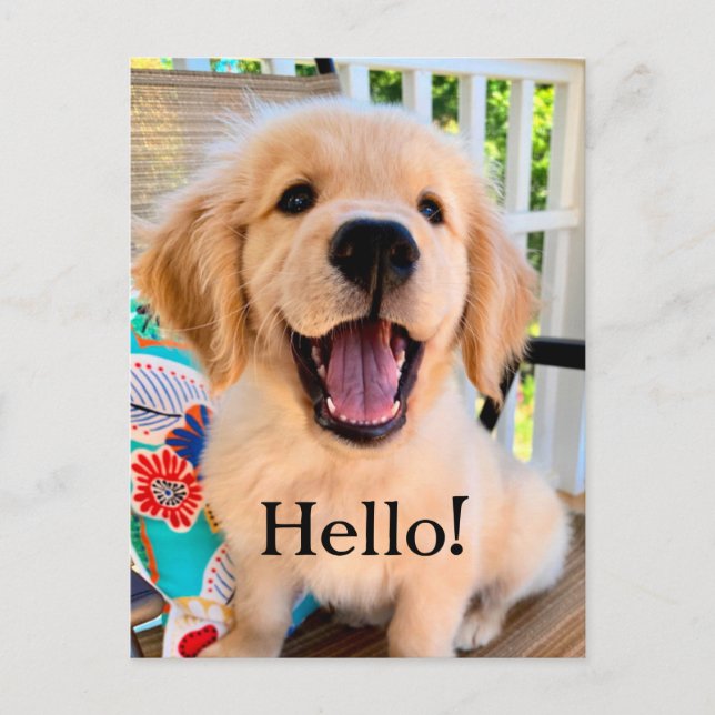 Carte Postale Chiot Retriever Golden Sourire Bonjour (Devant)