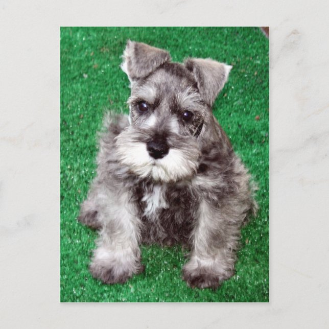 Carte postale Chiot Schnauzer Miniature (Devant)