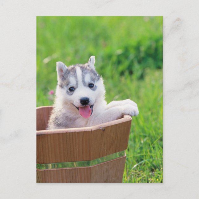 Carte Postale Chiot sibérien Husky dans un pot (Devant)