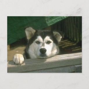 Carte Postale Chiot triste