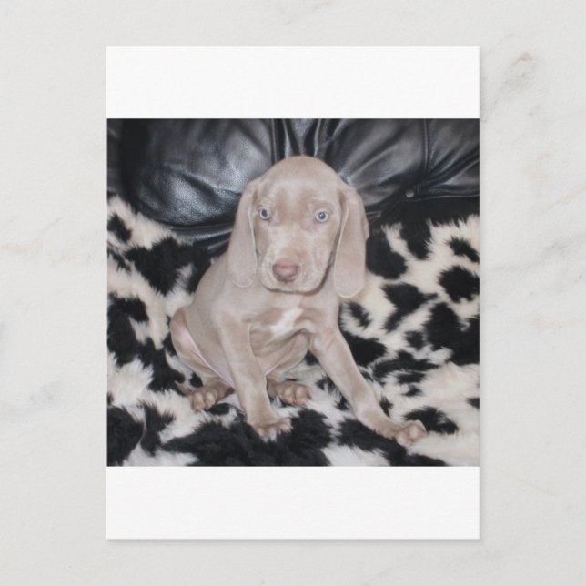 Carte Postale Chiot Weimaraner (Devant)