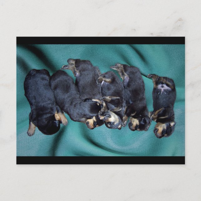 Carte Postale chiots à tête blanche (Devant)