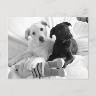 Carte Postale chiots blancs noirs