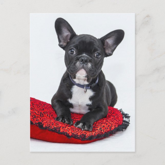 Carte Postale Chiots Bouledogue (Devant)