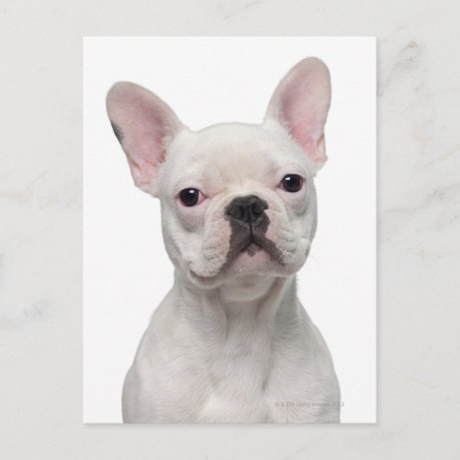 Carte Postale Chiots Bouledogue Français (5 mois) (Devant)