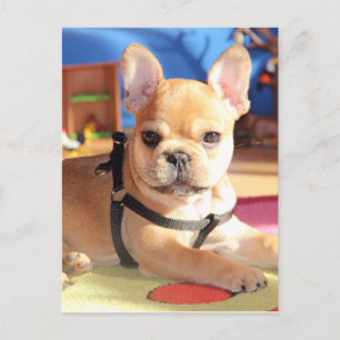 Carte Postale Chiots Bouledogue Français French Bulldog