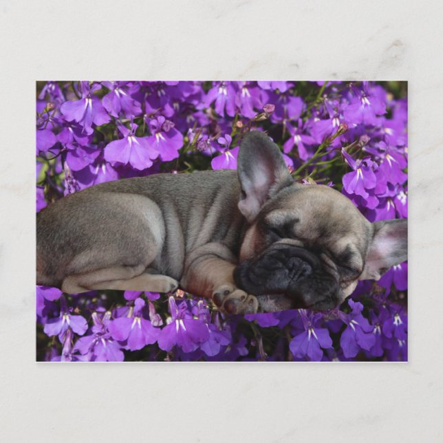 Carte Postale Chiots Bouledogue Français French Bulldog (Devant)
