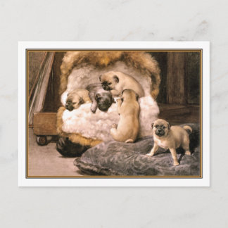 Carte Postale Chiots Carlins 15b