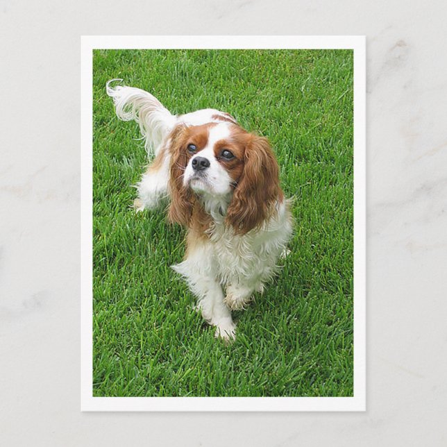 Carte Postale Chiots Cavalier King Charles Spaniel (Devant)