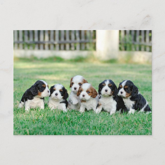 Carte Postale Chiots Cavalier King Charles Spaniel (Devant)