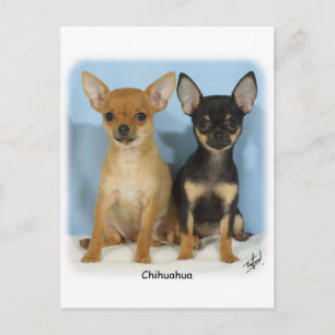 Carte Postale Chiots Chihuahua 9W079D-011