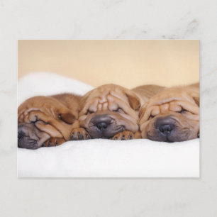 Carte Postale Chiots chinois Shar Pei