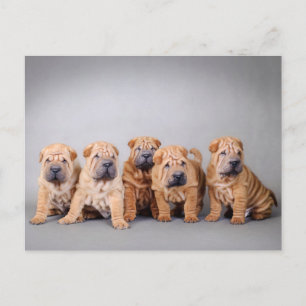 Carte Postale Chiots chinois Shar Pei