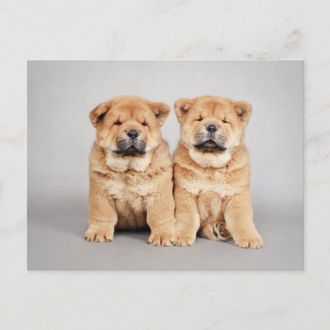Carte Postale chiots Chow chow (Devant)
