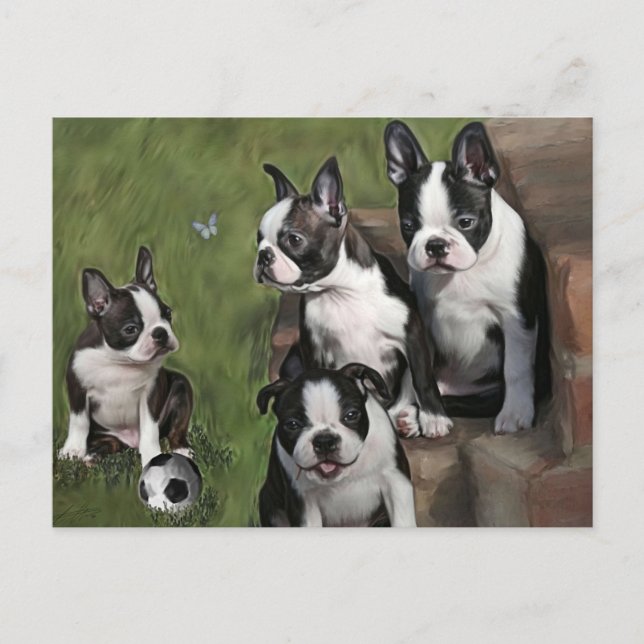 Carte Postale Chiots de Boston Terrier (Devant)