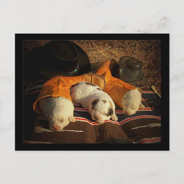 Carte Postale Chiots de cowboy fatigués (Devant)