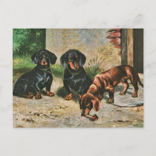 Carte Postale Chiots de Dachshund