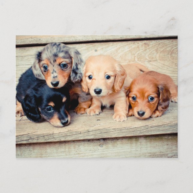 Carte Postale Chiots de Dachshund (Devant)