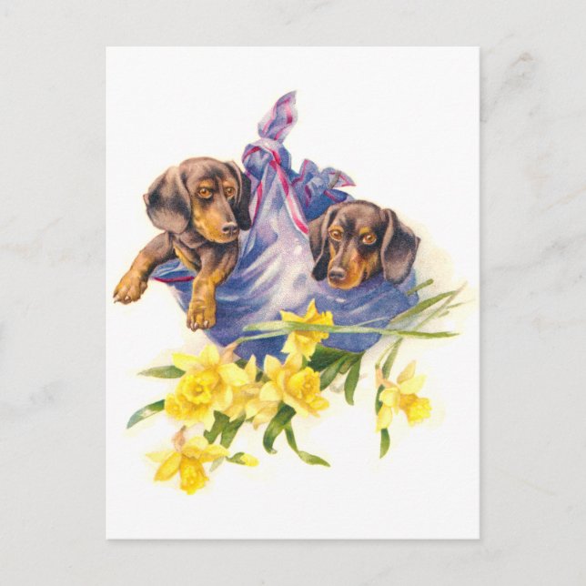 Carte Postale Chiots de Dachshund à Blanket avec jonquilles (Devant)