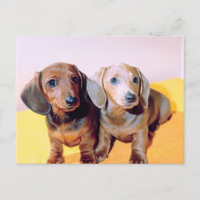 Carte Postale Chiots de Dachsund (Devant)