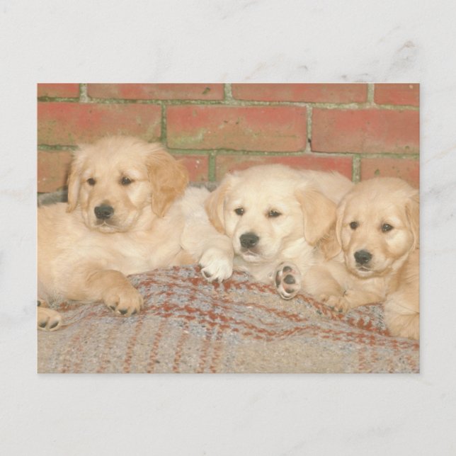 Carte Postale Chiots de Golden Retriever (Devant)