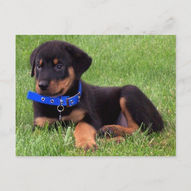 Carte Postale chiots de rottweiler (Devant)